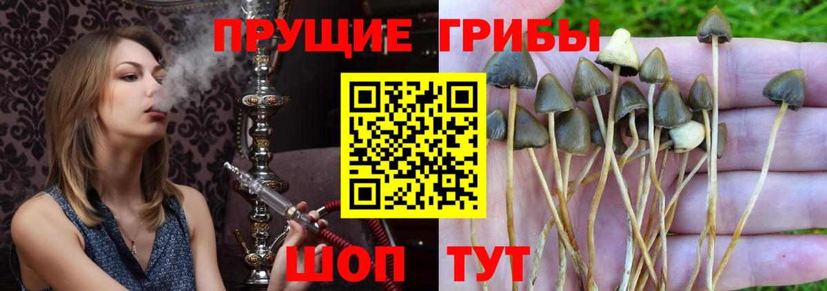 Галлюциногенные грибы MAGIC MUSHROOMS  наркотики  Острогожск  Галлюциногенные грибы Magic Shrooms  Вход с VPN 