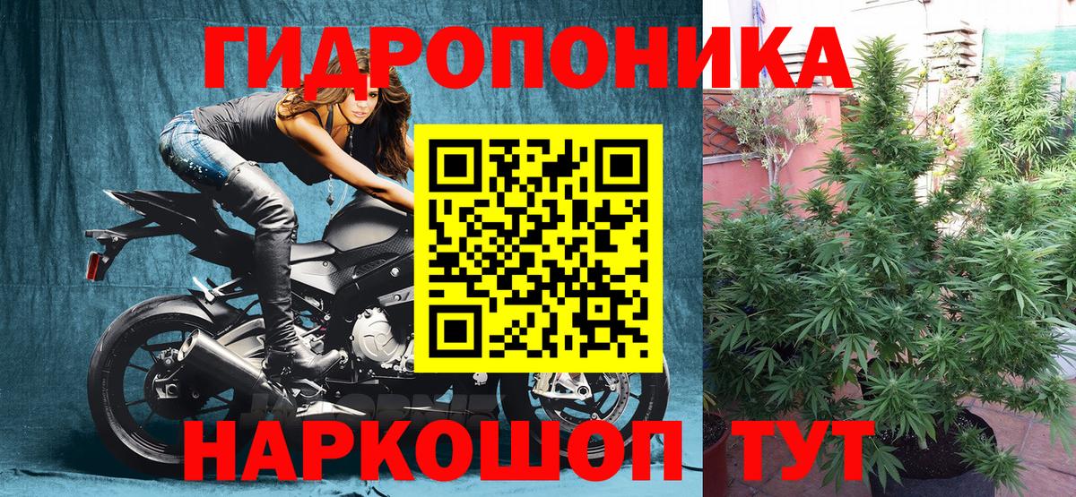 МАРИХУАНА сатива Острогожск